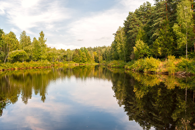 Pond In The Woods