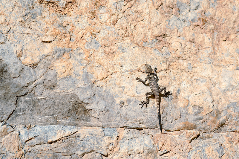 Ancient Lizard In Persepolis