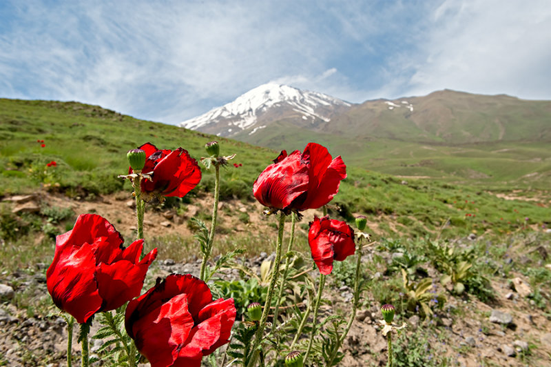 Poppies On The Way To Polour