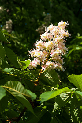 Blossom Of Horse Chestnut Tree