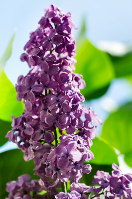 Season For Lilacs