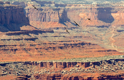 Ravens At Dead Horse Point 