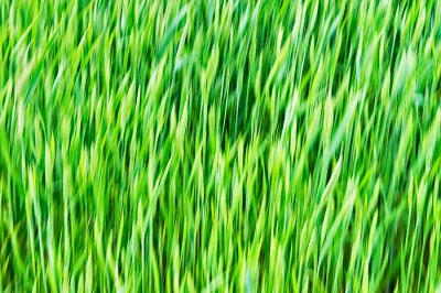 Splendor In The Grass