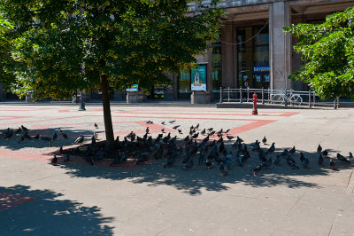 The City Pigeons