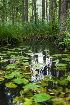 Forest  River