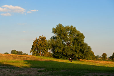 Pastoral Landscape