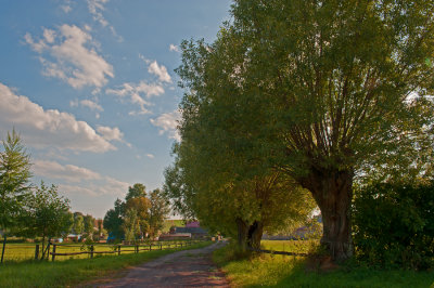 Shaded Country Road