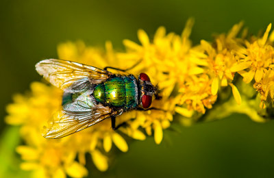 Colorful Fly