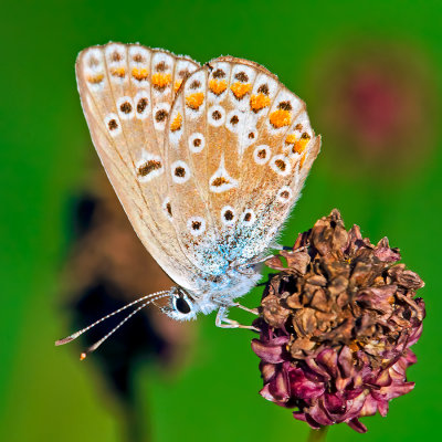 The Silver-studded Blue