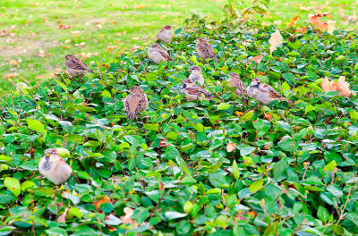 Sparrows On The Hedge