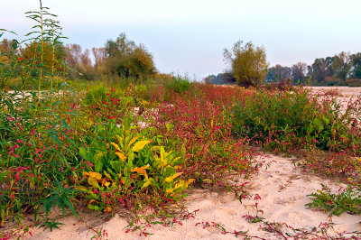 Plants On The Sand