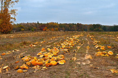 Pumpkins Harvest