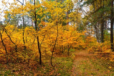 Colors Of The Forest