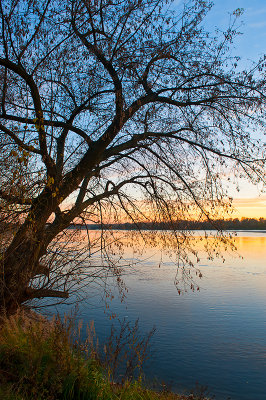 Tree And River In Sunset