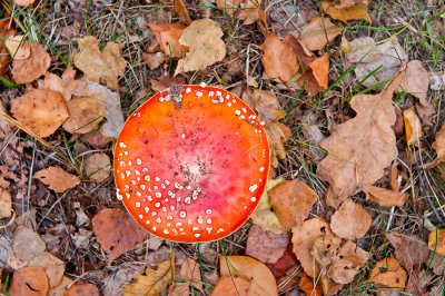 Fly Agaric