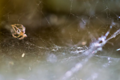  Spider Webs