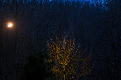 Evening Tree In The Light