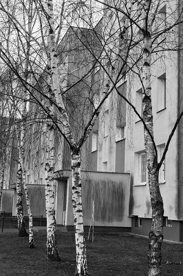 Birches In A Row