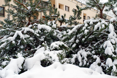 Pines Under Fresh Snow