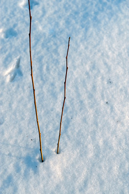 Two Twigs In The Snow