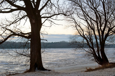Two Big Trees At Frozen River