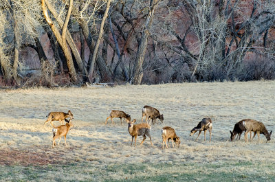 Capitol Reef NP- Mule Deer