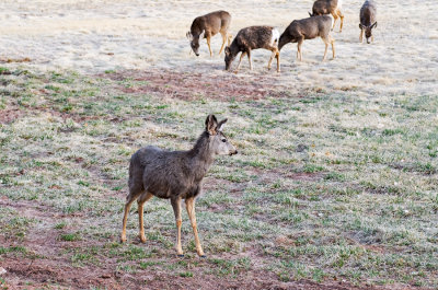 Capitol Reef NP- Mule Deer