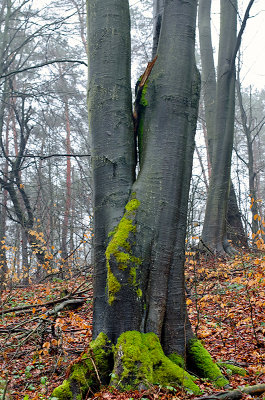 Double Beech Tree