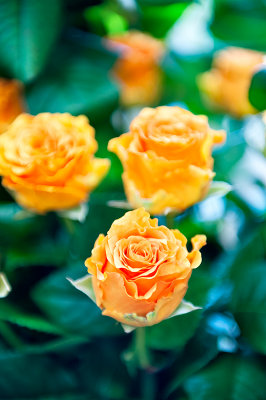 Asking For Roses