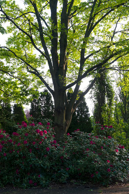 Rhododendrons And Trees