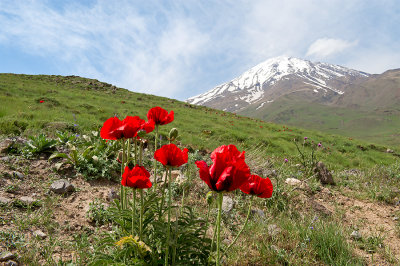 Red Poppies At Mt. Damavand