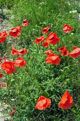 Dancing Poppies