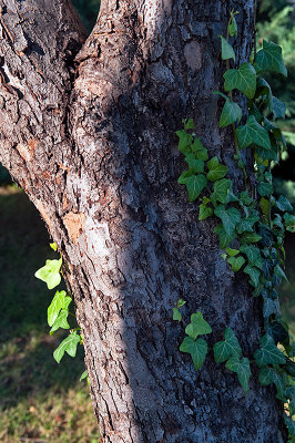 Ivy Tree