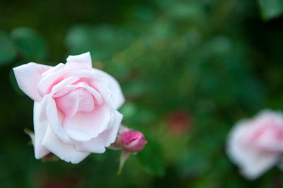 Subtle Pink Rose