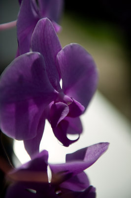 Orchid
