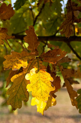 Oak Leaves