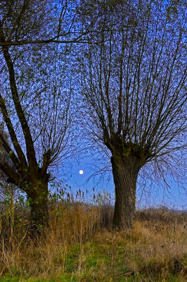Full Moon And The Willows
