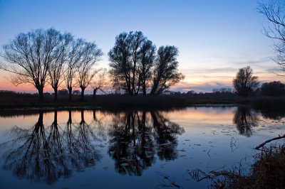 Willows At Sunset