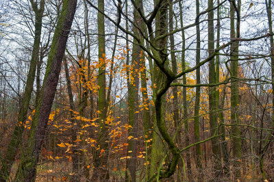 Autumn In The Woods