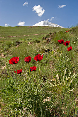 Red Poppies, White Peak