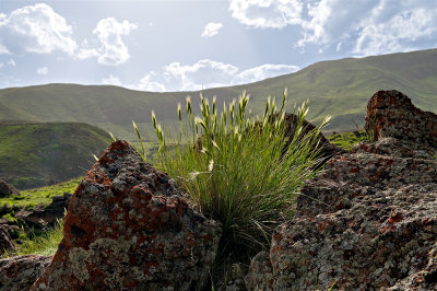 Rocks And Grasses