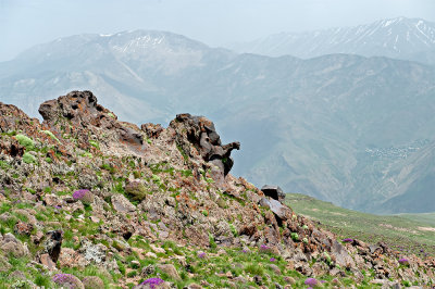 Elephant Of Alborz Mountains