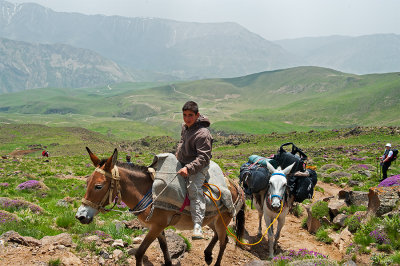 The Mule Rider
