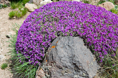Rocks And Flowers