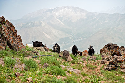 Goats At Mt. Damavand