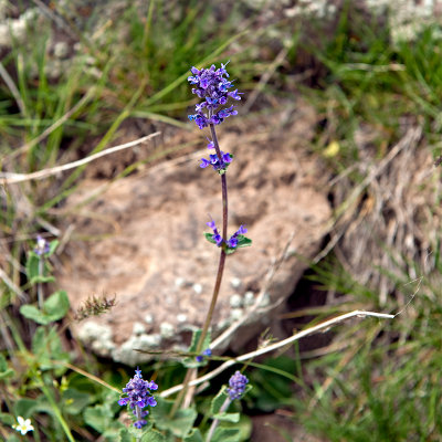 Flora Of Alborz Mountains