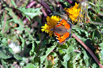 Butterfly Of Alborz Mountains