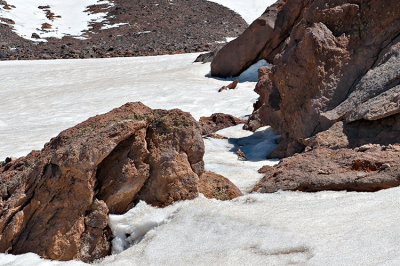 Mt. Damavand Sparrow