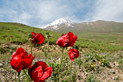 Poppies On The Way To Polour