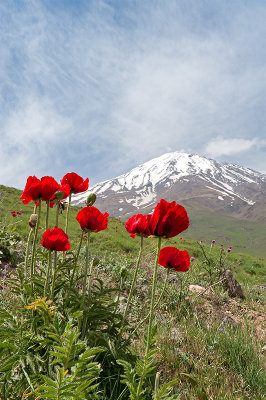 Red Poppies, White Peak